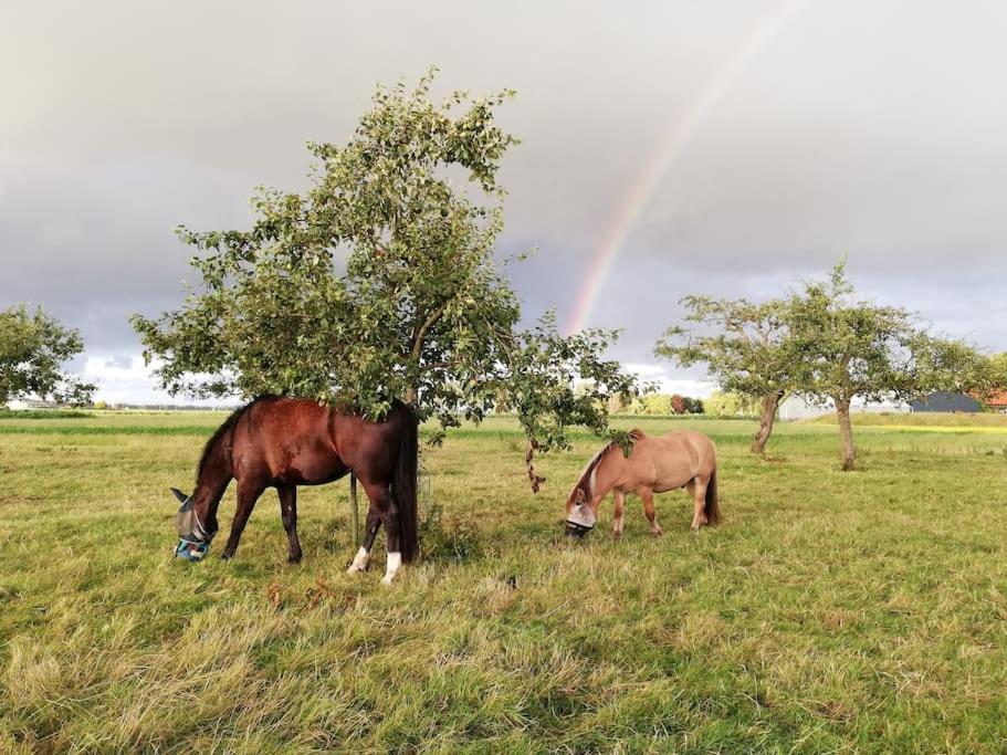'T Winkeltje - Vakantiehuisje Op Boerderij Huize Blokland Hem Eksteriør bilde